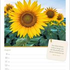 „Das Glück deines Lebens hängt von der Beschaffenheit deiner Gedanken ab.“ - Mark Aurel. Eine Sonnenblume im Feld.