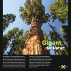 "Gigant der Natur" steht über einem massiven Baumstamm, der in den Himmel ragt. Darunter ein Kalender für März.