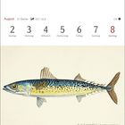 Kalender: August, 31. Woche, 2. bis 8. Montag bis Sonntag. Illustration: Blaue Makrele (Scomber australasicus).