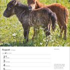 August, 31. Woche. Zitat von Johannes Chrysostomus. Zwei Fohlen stehen eng beieinander auf einer Wiese.