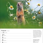 Kalenderseite für August: Ein Ziesel steht aufrecht zwischen Margeritenblüten im grünen Gras.
