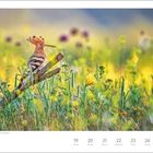 "Juli, 29. Woche. Wendehals im Biosphärenreservat Mittelelbe. Kalender zeigt 19. bis 25. mit Wochentagen. Ein Vogel sitzt auf Zweig."