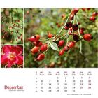 Dezember-Kalender mit Bildern von Hagebuttenzweigen und einer Blüte.