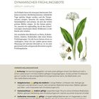 "Bärlauch – Dynamischer Frühlingsbote (Allium ursinum)" steht oben. Ein Artikel beschreibt Bärlauch und Verwechslungsgefahr. Illustrationen zeigen Pflanzen und Blüten.