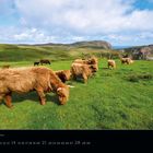 Text: „Hochlandrinder am Mull of Oa, Islay“. Datum: November 2027. Landschaft mit Rindern auf grüner Wiese, Meer und Hügeln.