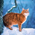 Ein roter Kater steht auf einem verschneiten Ast, schaut nach rechts, umgeben von einem blauen, winterlichen Hintergrund.