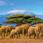 Erwachsene und junge Elefanten marschieren vor einem großen Baum und einem schneebedeckten Berg in einer sonnigen Landschaft.