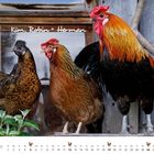 Der Text "Kim, Robin + Herman" ist handschriftlich auf ein Foto von drei Hühnern geschrieben. Unten ist ein Kalender für Dezember.