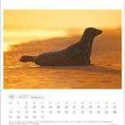 Kalenderseite für Dezember 2027. Hauptmotiv: Eine Robbe liegt am Strand bei Sonnenuntergang mit warmem, goldenem Licht.