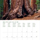 Kalenderseite für Juli 2027 in mehreren Sprachen. Darauf riesige Baumstämme in einem Wald.