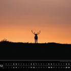 Kanada 12. Ein Karibu im letzten Licht über Kanadas weiter Wildnis. Silhouette eines Karibus vor einem orangefarbenen Himmel.