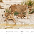 Kalender mit Datum 12, darunter Löwenfamilie, darunter Text "Löwen bei Okaukuejo, Etosha National Park".