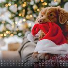 Kalender für Dezember; Hund hält eine rote Weihnachtsmütze vor einem geschmückten Baum im Hintergrund.