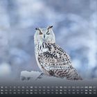 Kalender mit Dezember-Tagen, darunter eine Eule im verschneiten Wald mit einem hervorstechenden orangefarbenen Auge.