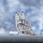 Kalender mit Dezember-Daten. Eine Eule sitzt auf einem schneebedeckten Ast, umgeben von unscharfem Winterhintergrund.