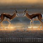 Kalender für Dezember, zwei Antilopen stehen sich in einer Wüste bei Sonnenuntergang gegenüber.