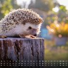 Kalender mit Wochentagen. Ein Igel sitzt auf einem Baumstumpf, daneben liegen bunte Futterstücke. Hintergrund unscharf.