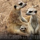 Kalender mit Dezember-Daten. Drei Erdmännchen sitzen auf sandigem Boden. Ein Jungtier ist zwischen den beiden Erwachsenen.