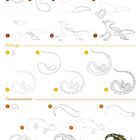 Gemälde zeigt Anleitungen zum Zeichnen: "Gemeiner Basilisk", "Schlange", "Feuersalamander", nummerierte Schritte.