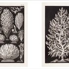 Taf. 18 und Taf. 19 links und rechts. Detailreiche Illustrationen von korallenartigen Strukturen auf dunklem Hintergrund.