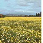 Eine weite Blumenwiese mit gelben und weißen Blüten, sanfte Hügel am Horizont, bewölkter Himmel.