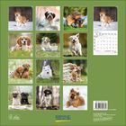 "JANUAR 2022" und ein Monatskalender. Zwölf Bilder von niedlichen Hundewelpen in verschiedenen Umgebungen. "KORSCH VERLAG" Logo.