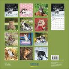 Januar 2023. Farm Fresh. Kalender mit Katzenbildern auf grünem Hintergrund, darunter spielende und sitzende Katzen.