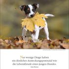 Oktober 20-27, Zitat: "Nur wenige Dinge haben ein ähnliches Ansteckungspotenzial...", Hund mit Blatt im Maul.
