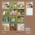 Mehrere Fotos zeigen verschiedene Tierpaare zusammen. "friends for life" steht auf einem Bild mit einem Hund und einer Katze.