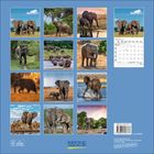 Kalendertext zeigt Januar 2023. Bilder mit Elefanten in verschiedenen Landschaften und Szenen. "Korsch Verlag" Logo unten.
