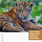 Text: "Fünf Minuten dumm stellen erspart oft eine ganze Menge Arbeit." Junge Raubkatze liegt im Grünen, Kalenderdaten darunter.