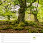 09. Woche, März 2027. Alte Hutebuchen im Naturpark Kellerwald-Edersee, Hessen, Deutschland. Kalender mit Baumbild.