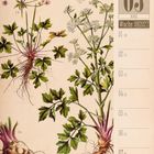 03 März, Woche 09|2027. Sellierie. Illustration von Pflanzen mit grünen Blättern und feinen Blüten.