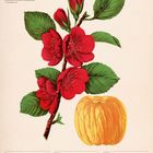 Japanische Zierquitte, gelbe Frucht und rote Blüten. Kalender: März 2027, Woche 9, Tage 1-7 aufgelistet.