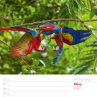 09. Woche, März 2027. Zwei bunte Scharlacharas mit ausgebreiteten Flügeln auf einem Ast im grünen Dschungel.