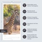 Starke Bilder von Tierfotografen. Kalender mit Feiertagen, Spiralaufhängung. Giraffe im Naturhintergrund. Maße: 33x68 cm.