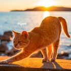 Text: "Pippa". Eine rot getigerte Katze streckt sich auf einer Mauer vor einem Sonnenuntergang am Meer.