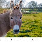Text: "Fiona", "Februar". Ein Esel auf einer grünen Wiese, Kalenderdaten unten.