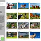 Kalender für 2027 mit Kuhfotos für jeden Monat, Titel "KÜHE 2027", Preis 18,99 €. Enthält Monatsnamen und Kuhnamen.
