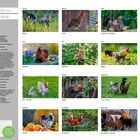 Kalender "Hühner 2027", Monatsbilder von Hühnern: Januar bis Dezember, mit Namen wie Rocky, Lotti, Herkules.
