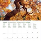 "Oktober", "Monday", "Dienstag", "Welttierschutztag". Baum mit verdrehtem Stamm und orangenem Laub vor blauem Himmel.