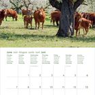 Kalenderseite Juni 2027, mehrsprachig. Kühe unter blühenden Bäumen auf einer Wiese, friedliche Atmosphäre.