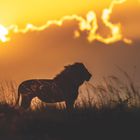 Ein Löwe steht in einer savannenartigen Landschaft, beleuchtet durch einen dramatischen Sonnenuntergang.