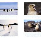 Oben links: "Eine Gruppe Kaiserpinguine, die auf dem gefrorenen Pony Lake eine Verschnaufpause einlegt. Diese Spezies kommt nicht oft an Land."

Oben rechts: "Eine Südpolarskua. Die Respekt einflößenden Vögel verteidigen ihre Nistreviere äußerst aggressiv gegen Eindringlinge."

Unten links: "Zwei neugierige Kaiserpinguine auf dem Pony Lake."

Unten rechts: "Ein Skua-Paar in seinem Revier am Rande der Adélie-Kolonie am Kap Royds. Von hier aus gehen die Vögel auf Raubzug, sie erbeuten Pinguineier und -küken. Wie viele Mitglieder der Möwenfamilie sind sie beim Futter nicht wählerisch, sie jagen Fisch und Krill, verschmähen aber auch Aas oder Robbenplacentas nicht."