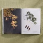 Text im unteren Bereich: "PLANTS AND MATERIALS: Pinus strobus...." 
Links Lichterkette auf Kieferzweig, rechts Kieferzweig mit Zapfen.