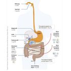 "Input" und "Output" beschreiben den Gastrointestinaltrakt. Eine Illustration zeigt den Verdauungsweg und Flüssigkeitsverteilung.