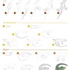 Langschwanzagame, Smaragdeidechse, Alligator. Detailierte Schritt-für-Schritt-Zeichnungen der Tiere. Nummerierung vorhanden.