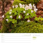 08 Mo, 14 So, März 2027; Internationaler Frauentag; Wald-Sauerklee mit weißen Blüten auf Moos.