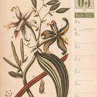03 März, Woche 10, 2027. Pflanzenillustration mit Blüten und Blättern. "Gewürzvanille, Vanilla planifolia".
