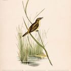 "Austrohrschwänger", Kalendertext unten mit Wochentagen ab 8. bis 14. März, Illustration eines Vogels in einem Schilfgebiet.